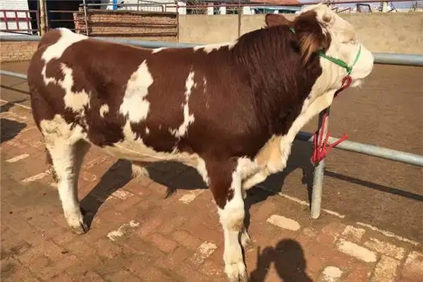 長期出售改良肉牛,改良肉牛價格多少?